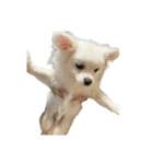 可愛い犬のミル 1（個別スタンプ：23）