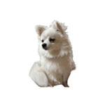 可愛い犬のミル 1（個別スタンプ：24）