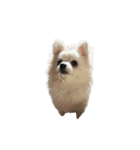 可愛い犬のミル 1（個別スタンプ：25）
