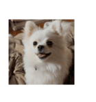 可愛い犬のミル 1（個別スタンプ：27）