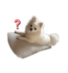 可愛い犬のミル 1（個別スタンプ：29）
