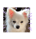 可愛い犬のミル 1（個別スタンプ：30）