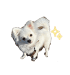 可愛い犬のミル 1（個別スタンプ：31）