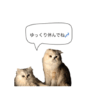 いやしのニャンコⅡ（個別スタンプ：1）