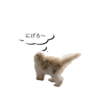 いやしのニャンコⅡ（個別スタンプ：5）