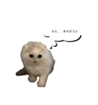 いやしのニャンコⅡ（個別スタンプ：9）