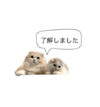 いやしのニャンコⅡ（個別スタンプ：10）