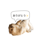 いやしのニャンコⅡ（個別スタンプ：11）