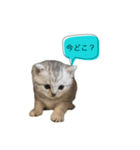 いやしのニャンコⅡ（個別スタンプ：13）