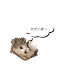 いやしのニャンコⅡ（個別スタンプ：15）
