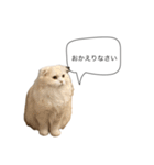 いやしのニャンコⅡ（個別スタンプ：19）