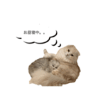いやしのニャンコⅡ（個別スタンプ：23）