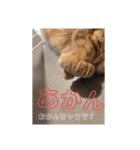 大阪弁むぎ様スタンプ（個別スタンプ：11）