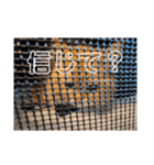 大阪弁むぎ様スタンプ（個別スタンプ：17）