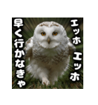 ず〜っと使える♪エッホエッホ。（個別スタンプ：1）