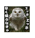 ず〜っと使える♪エッホエッホ。（個別スタンプ：2）