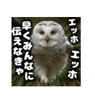 ず〜っと使える♪エッホエッホ。（個別スタンプ：3）