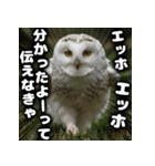 ず〜っと使える♪エッホエッホ。（個別スタンプ：4）