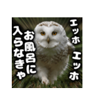 ず〜っと使える♪エッホエッホ。（個別スタンプ：5）
