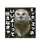 ず〜っと使える♪エッホエッホ。（個別スタンプ：7）