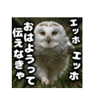 ず〜っと使える♪エッホエッホ。（個別スタンプ：9）