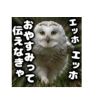 ず〜っと使える♪エッホエッホ。（個別スタンプ：10）