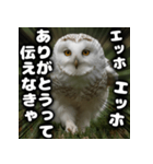 ず〜っと使える♪エッホエッホ。（個別スタンプ：11）