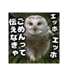 ず〜っと使える♪エッホエッホ。（個別スタンプ：12）
