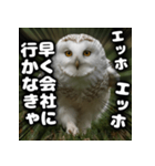 ず〜っと使える♪エッホエッホ。（個別スタンプ：14）