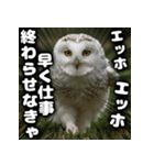 ず〜っと使える♪エッホエッホ。（個別スタンプ：16）