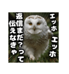 ず〜っと使える♪エッホエッホ。（個別スタンプ：17）
