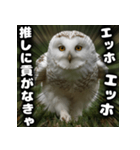 ず〜っと使える♪エッホエッホ。（個別スタンプ：18）