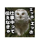 ず〜っと使える♪エッホエッホ。（個別スタンプ：21）