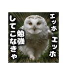 ず〜っと使える♪エッホエッホ。（個別スタンプ：22）