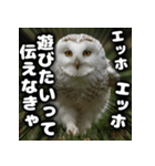 ず〜っと使える♪エッホエッホ。（個別スタンプ：23）