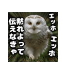 ず〜っと使える♪エッホエッホ。（個別スタンプ：24）