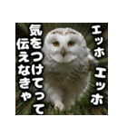 ず〜っと使える♪エッホエッホ。（個別スタンプ：25）