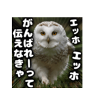ず〜っと使える♪エッホエッホ。（個別スタンプ：26）