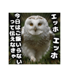 ず〜っと使える♪エッホエッホ。（個別スタンプ：27）