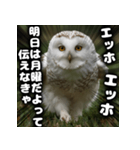 ず〜っと使える♪エッホエッホ。（個別スタンプ：28）
