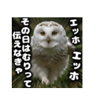 ず〜っと使える♪エッホエッホ。（個別スタンプ：29）