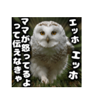 ず〜っと使える♪エッホエッホ。（個別スタンプ：30）