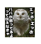 ず〜っと使える♪エッホエッホ。（個別スタンプ：31）