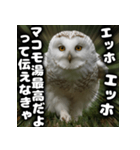 ず〜っと使える♪エッホエッホ。（個別スタンプ：32）