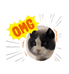 猫のダム（個別スタンプ：1）