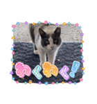 猫のダム（個別スタンプ：2）