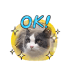 猫のダム（個別スタンプ：6）