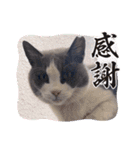 猫のダム（個別スタンプ：7）