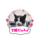 猫のダム（個別スタンプ：10）