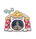 猫のダム（個別スタンプ：15）